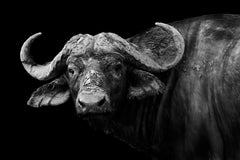 C0903 - Artistic Wild Buffalo
