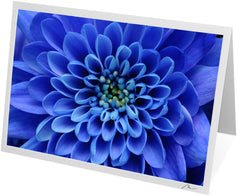 C0103 - Blue Aster Flower