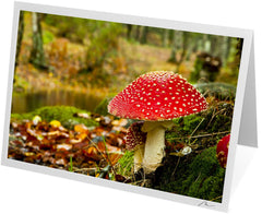 C0802 - White Spotted Toadstool