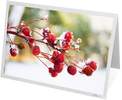 C0607 - Frosted Winter Berries