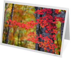 C0500 - Fiery Red Maple