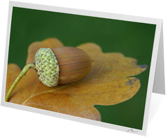 C0510 - Acorn on a Platter