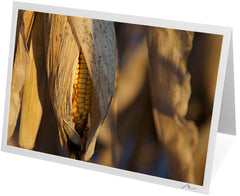 C0511 - Late Season Corn Husk